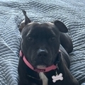   : Nala
