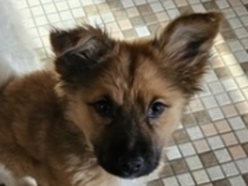   : Lilo 