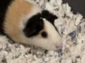   : Buttercup & Reeces 