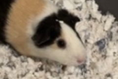   : Buttercup & Reeces 