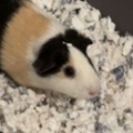   : Buttercup & Reeces 