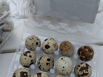 Selling with online payment: Farm Fresh Quail Eggs