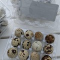Selling with online payment: Farm Fresh Quail Eggs