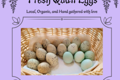 Selling with In-person Payment: Fresh Organic Quail Eggs