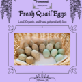 Selling with In-person Payment: Fresh Organic Quail Eggs