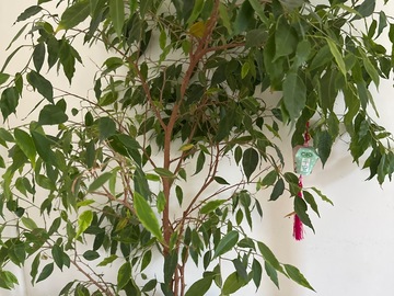 Vente: Grand Ficus benjamina 