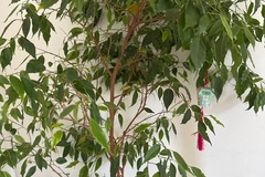 Sales: Grand Ficus benjamina 