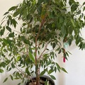 Sales: Grand Ficus benjamina 