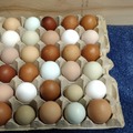 Selling with In-person Payment: farm fresh eggs 