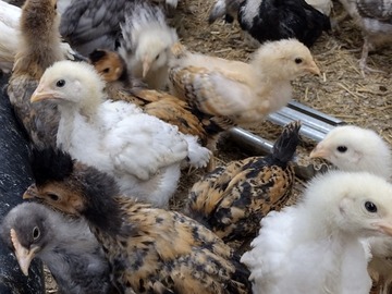 Selling with In-person Payment: Hatching eggs 