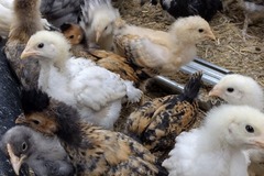 Selling with In-person Payment: Hatching eggs 
