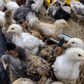 Selling with In-person Payment: Hatching eggs 