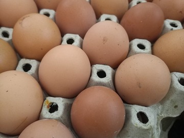 Selling with In-person Payment: Organic chicken eggs
