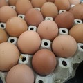 Selling with In-person Payment: Organic chicken eggs