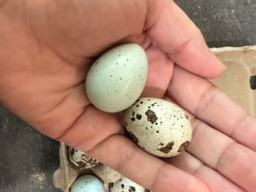 Selling with online payment: Quail eggs