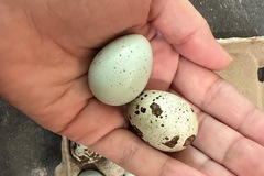 Selling with online payment: Quail eggs