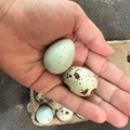 Selling with online payment: Quail eggs