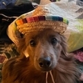   : Linus