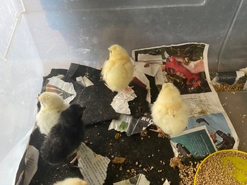Selling with online payment: French Bresse FERTILE eggs 