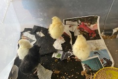 Selling with online payment: French Bresse FERTILE eggs 
