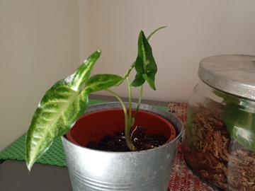 Vente: Syngonium 