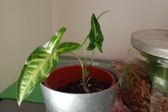 Vente: Syngonium 