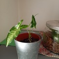 Vente: Syngonium 