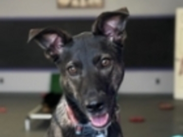  : Kaia