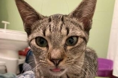   : Female Cat
