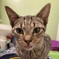   : Female Cat