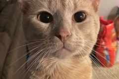   : Topaz