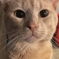   : Topaz