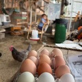 Selling with In-person Payment: Sydnees farm fresh eggs