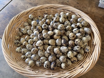 Selling with In-person Payment: Coturnix Quail Eggs