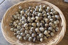 Selling with In-person Payment: Coturnix Quail Eggs