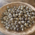 Selling with In-person Payment: Coturnix Quail Eggs
