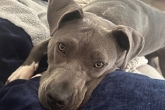   : Jada