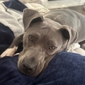   : Jada