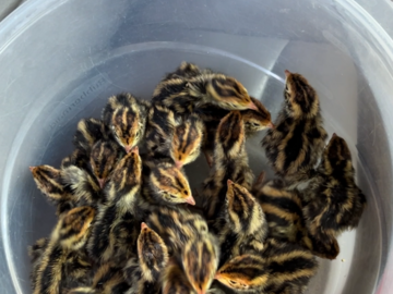 Selling with In-person Payment: Jumbo Coturnix Quail Eggs