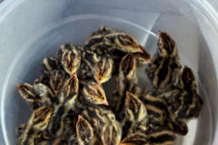 Selling with In-person Payment: Jumbo Coturnix Quail Eggs
