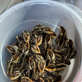 Selling with In-person Payment: Jumbo Coturnix Quail Eggs