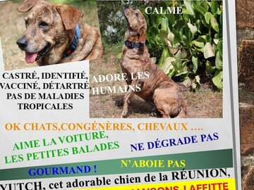 Helping out: YUTCH, le chien de la RÉUNION, est à MAISONS-LAFFITTE !!