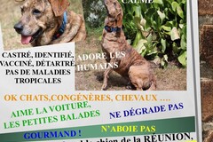Helping out: YUTCH, le chien de la RÉUNION, est à MAISONS-LAFFITTE !!