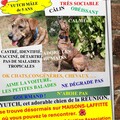 Helping out: YUTCH, le chien de la RÉUNION, est à MAISONS-LAFFITTE !!