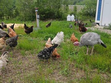 Selling with In-person Payment: Farm Fresh Free Range Eggs (Nottingham, NH)