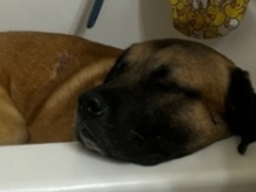  : Bear