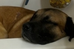   : Bear