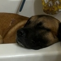   : Bear