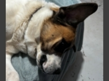   : Cujo