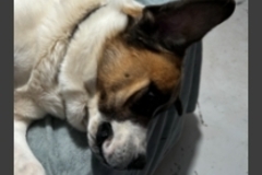   : Cujo